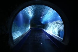 Gerusalemme alza il velo sul Gottesman Aquarium