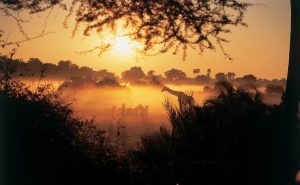 Nuove rappresentanze in Africa Australe per l’agenzia JoyCo’