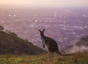 South Australia, nuova sezione dedicata ai tour operator internazionali