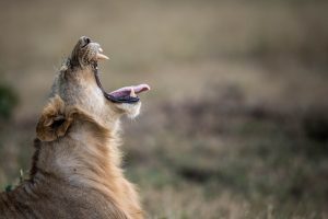 African Explorer: la Tanzania a prezzi speciali