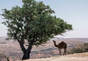 Originaltour in Oman sulla via di “Deserti e incenso”