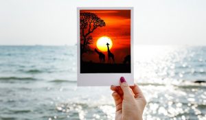 Mare & safari: oggi online uno speciale ad hoc