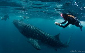 Wwf Travel e il viaggio con gli squali balena