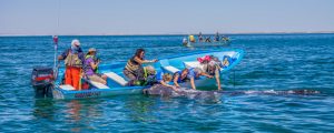 Earth in Baja California per incontrare le balene grigie