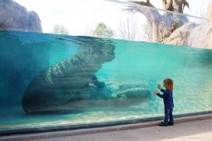 Zoom Torino, il bioparco immersivo compie 10 anni
