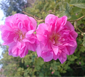 Cipro in fiore tutto l’anno