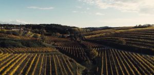 PromoTurismoFVG, sei video sulla Strada del vino