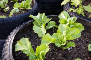 Accor: grazie al progetto “Plant for the planet” piantumati 11 mila alberi in Italia