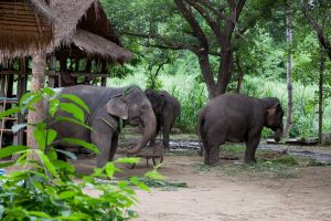 Thailandia, focus su conservazione e cura degli animali