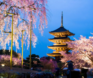 KiboTours, tour pasquale in Giappone tra i ciliegi in fiore