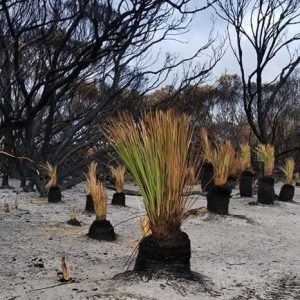 L’Australia del dopo-incendi: «Pronti ad accogliere i turisti»