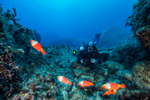 Malta, immersioni in sicurezza con la professional Diving Schools Association