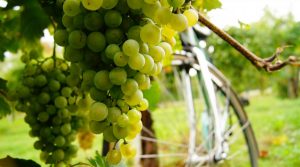 Evolution Travel propone tre itinerari enogastronomici alla scoperta del Veneto e del Molise da bere e da mangiare