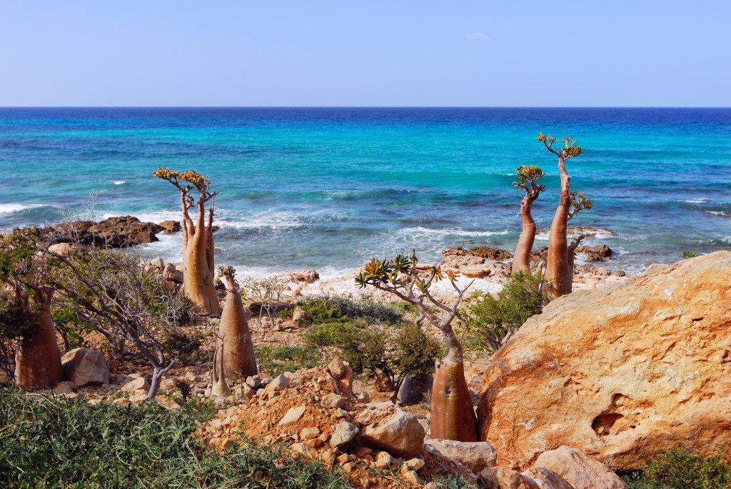 Kel 12: ritorno a Socotra, il paradiso selvaggio