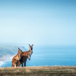 Naar e South Australian Tourism insieme per promuovere Kangaroo Island