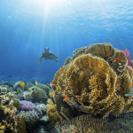 L'Arabia punta i riflettori sulla regione del Mar Rosso Saudita