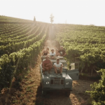 Monferrato, autunno alla scoperta del tartufo e del vino tra eventi ed esperienze