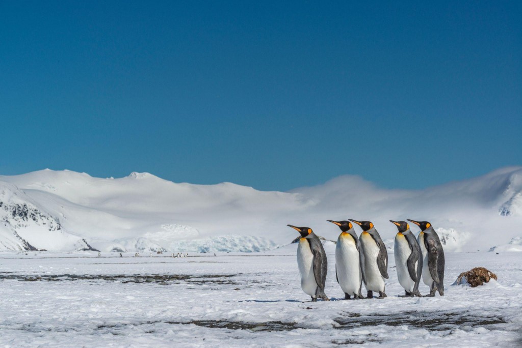 Pinguini incontrati durante le escursioni di Civitatis.