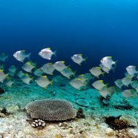 Freediving Seychelles 2026: un'esperienza fra avventura, lusso e natura