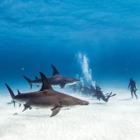 Bahamas: nuovo record di arrivi nel 2025 con 12,5 mln di visitatori