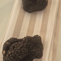Acqualagna, la capitale del tartufo si rivela ai visitatori internazionali