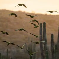 Aruba: l'intera isola è diventata Riserva della biosfera Unesco