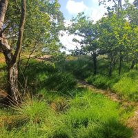 paesaggi lungo il trekking nella Kalmthoutse Heide