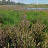 paesaggi lungo il trekking nella Kalmthoutse Heide