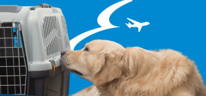 Via libera del Mit alla delibera Enac sul trasporto in cabina dei pet sino a 30 chili