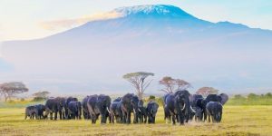 Kenya Tourism Board si affida a PR & Go Up per la rappresentanza in Italia