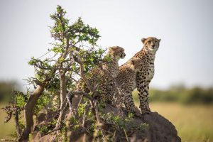 Free to Explore in Kenya e Tanzania by African Explorer: prenoti subito, parti quando vuoi