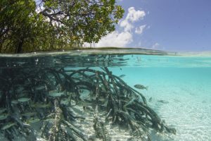 Seychelles: nuovo riconoscimento Unesco per l’atollo di Aldabra