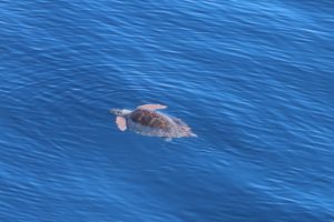 Grimaldi Lines insieme all’Ispra per monitorare l’habitat naturale di cetacei e tartarughe marine