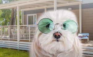 Baia Holiday: ecco la formula Coco per vacanze pet-friendly