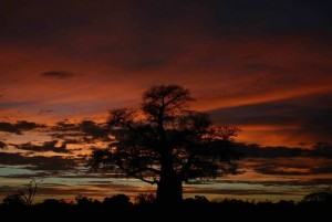 African Explorer alla scoperta del “Botswana – Green Season”