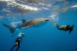 To Destinations: pacchetti diving per immergersi nelle acque delle Comore