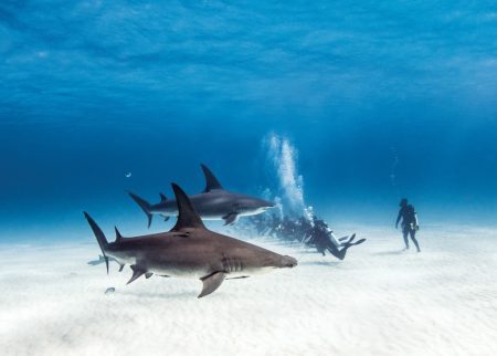 Bahamas: nuovo record di arrivi nel 2025 con 12,5 mln di visitatori