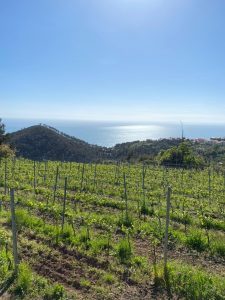 Food Ambassador By Liguria, il basilico, l’olio e il vino elementi di forza del marketing territoriale