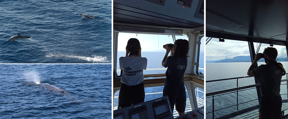 Corsica Sardinia Ferries: osservare e proteggere il mare con l’eco programma Yellow Cares