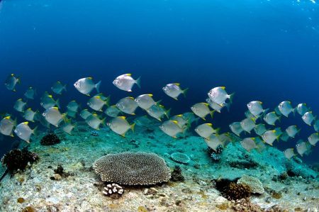 Freediving Seychelles 2026: un’esperienza fra avventura, lusso e natura