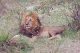 A&K Sanctuary inaugura il Kitirua Plains Lodge ad Amboseli