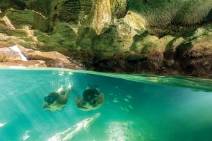 Grand Bahama: aumentano gli arrivi dall’Italia grazie al volo diretto di Neos