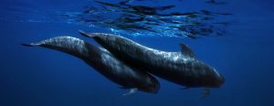 Tenerife: un paradiso per le balene riconosciuto dalla World Cetacean Alliance