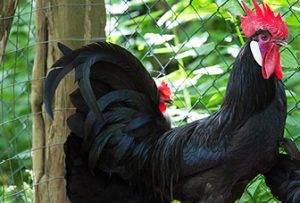 Relais & Châteaux rinnova la partnership con Slow Food. Focus sull’Arca del gusto