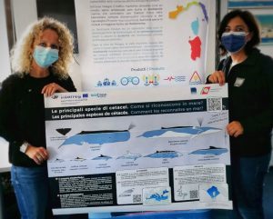 Corsica Sardinia Ferries prima compagnia a partecipare al progetto Sicomarplus nel santuario Pelagos